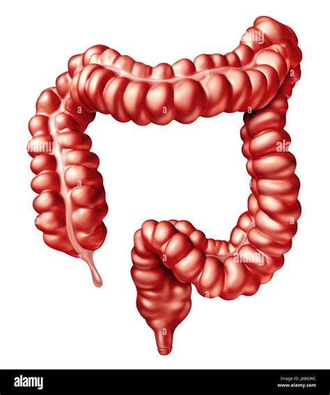 rectum photo|picture of colon and intestines.